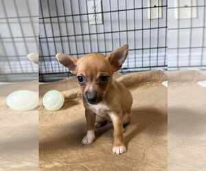 Chihuahua-Unknown Mix Dogs for adoption in Bolivar, MO, USA