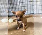 Small Chihuahua Mix
