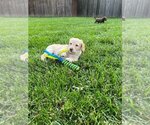 Puppy 2 Goldendoodle-Labrador Retriever Mix