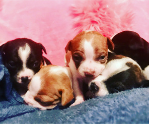 Boston Huahua Puppy for sale in CARNEYS POINT, NJ, USA