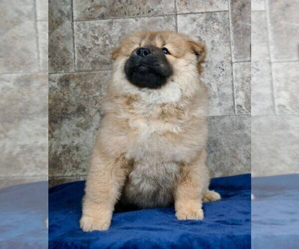 Medium Photo #6 Chow Chow Puppy For Sale in NAPPANEE, IN, USA
