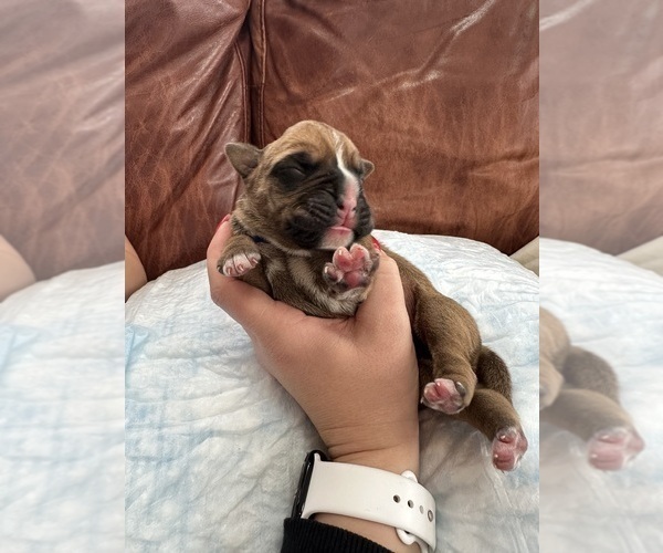 Medium Photo #4 Boxer Puppy For Sale in EAST FREETOWN, MA, USA
