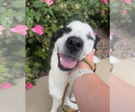 Small #7 Border Collie Mix