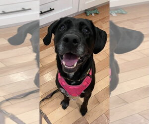 Retriever -Unknown Mix Dogs for adoption in Bellingham, WA, USA