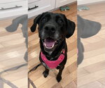 Lucia - Female Retriever -Unknown Mix Dog for Adoption - Small photo