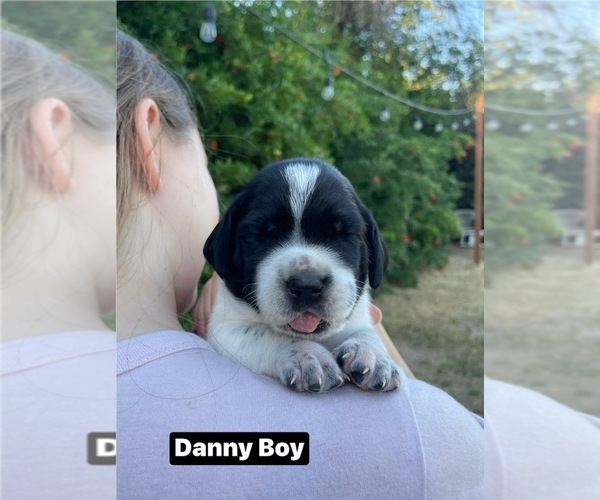 Medium Photo #4 Pointer Puppy For Sale in SACRAMENTO, CA, USA