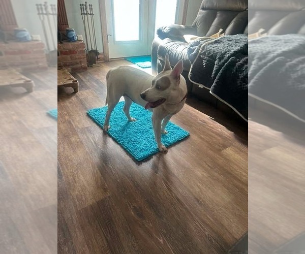 Medium Photo #8 Mutt Puppy For Sale in Wenonah, NJ, USA