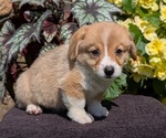 Small Photo #43 Pembroke Welsh Corgi Puppy For Sale in GOSHEN, IN, USA