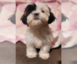 Shih Tzu Puppy for sale in REX, GA, USA