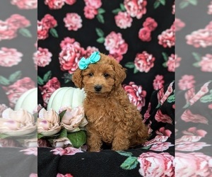 Poodle (Miniature) Puppy for sale in KIRKWOOD, PA, USA