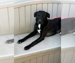 Boxer-German Shepherd Dog Mix Dogs for adoption in Aurora, IN, USA