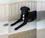 Peter Pans : Tinker Bell (Darla) - Female Boxer-German Shepherd Dog Mix Dog for Adoption - Small photo