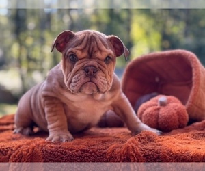 English Bulldog Puppy for sale in POWHATAN, VA, USA