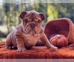 Small English Bulldog