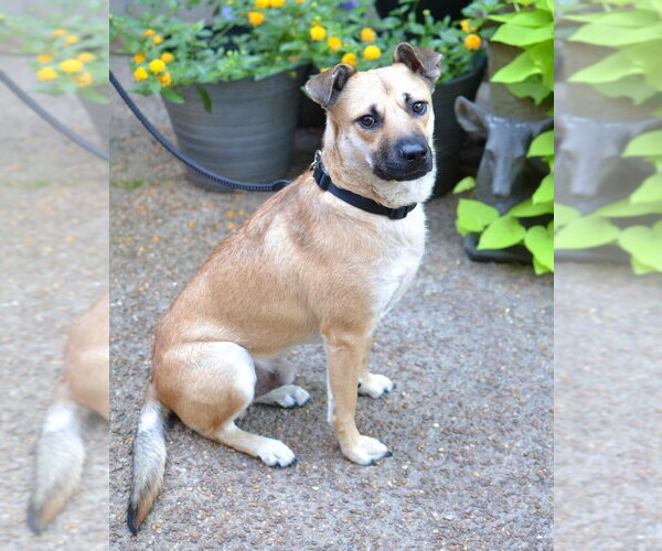 Medium Photo #3 German Shepherd Dog-Unknown Mix Puppy For Sale in Enfield, CT, USA