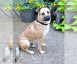 Small #2 German Shepherd Dog Mix