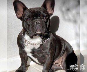 French Bulldog-Unknown Mix Dogs for adoption in Washington, DC, USA