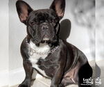 Small French Bulldog Mix