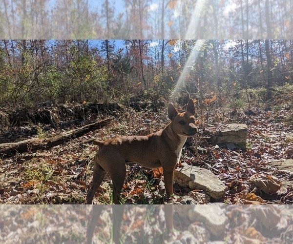 Medium Photo #1 Rat Terrier Puppy For Sale in DORA, MO, USA