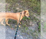 Small #15 Great Dane