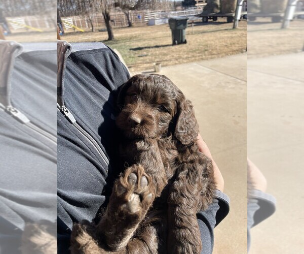 Medium Photo #2 Aussiedoodle-Goldendoodle Mix Puppy For Sale in HUTCHINSON, KS, USA