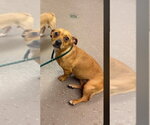 Small #7 Chihuahua Mix