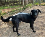 Small Labrador Retriever Mix