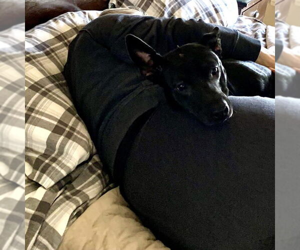 Medium Photo #2 Australian Shepherd-Unknown Mix Puppy For Sale in San Juan Capistrano, CA, USA