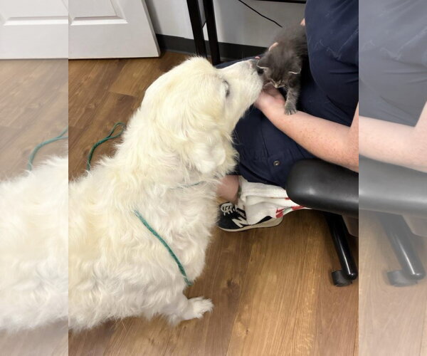 Medium Photo #5 Great Pyrenees Puppy For Sale in Croydon, NH, USA