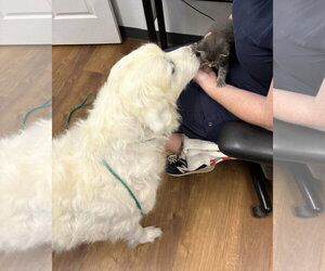 PYRA - Female Great Pyrenees Dog for Adoption - Photo #5