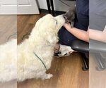 Small Photo #5 Great Pyrenees Puppy For Sale in Croydon, NH, USA
