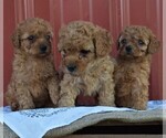 Small Photo #3 Poodle (Standard) Puppy For Sale in WOODWARD, PA, USA