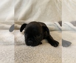 Small Photo #7 French Bulldog Puppy For Sale in JOHNS ISLAND, SC, USA