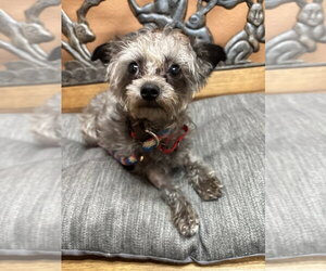 Mutt Dogs for adoption in Boston, MA, USA