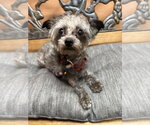 Sasha - Female Mutt Dog for Adoption - Small photo