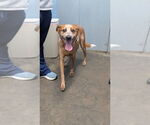 Small Photo #3 Mutt Puppy For Sale in Evansville, IN, USA