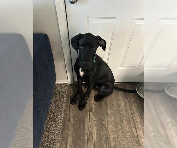 Medium Photo #1 Great Dane Puppy For Sale in San Antonio, TX, USA