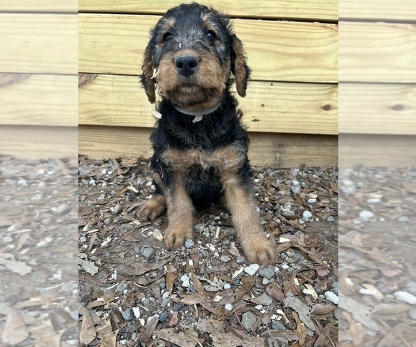Medium Photo #16 Airedale Terrier Puppy For Sale in GILMER, TX, USA