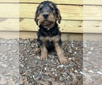 Small #15 Airedale Terrier