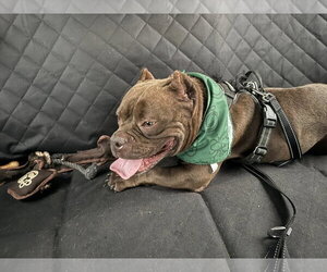 American Bulldog Dogs for adoption in Polson, MT, USA