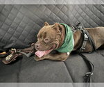 Small American Bulldog