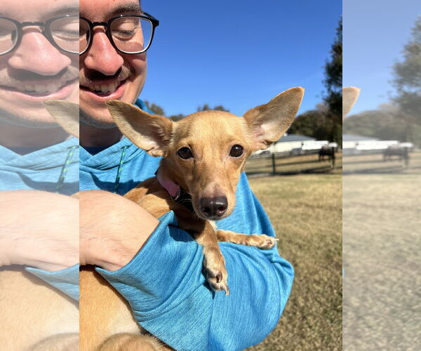 Medium Photo #4 Chihuahua-Unknown Mix Puppy For Sale in Virginia Beach, VA, USA