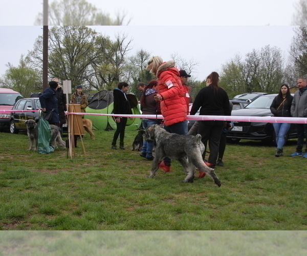 Medium Photo #10 Schnauzer (Giant) Puppy For Sale in Hatvan, Heves, Hungary