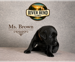 Puppy Ms Brown Labrador Retriever