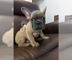 Small Photo #7 French Bulldog Puppy For Sale in DURANT, OK, USA