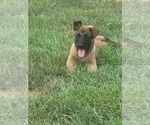 Small Photo #3 Belgian Malinois Puppy For Sale in CHESNEE, SC, USA