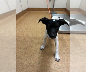 Mutt Dogs for adoption in Sacramento, CA, USA