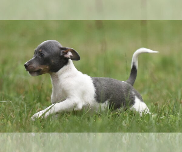 Medium Photo #4 Chihuahua Puppy For Sale in Mechanicsburg, PA, USA