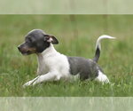 Small #3 Chihuahua