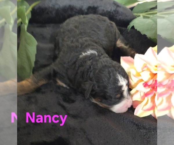 Medium Photo #7 Australian Shepherd-Poodle (Toy) Mix Puppy For Sale in AZLE, TX, USA